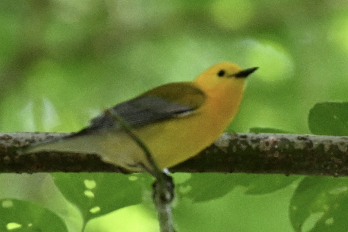 Prothonotary Warbler - ML637575196