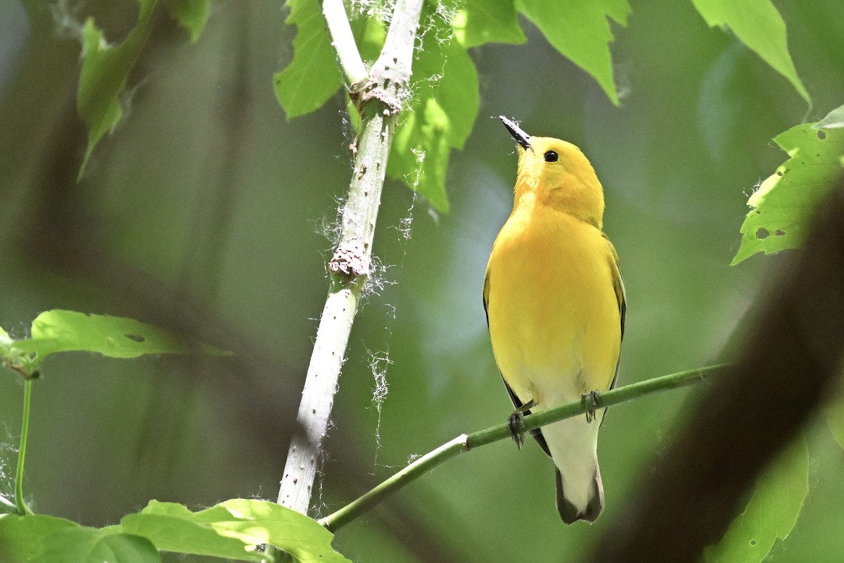 Prothonotary Warbler - ML637575197