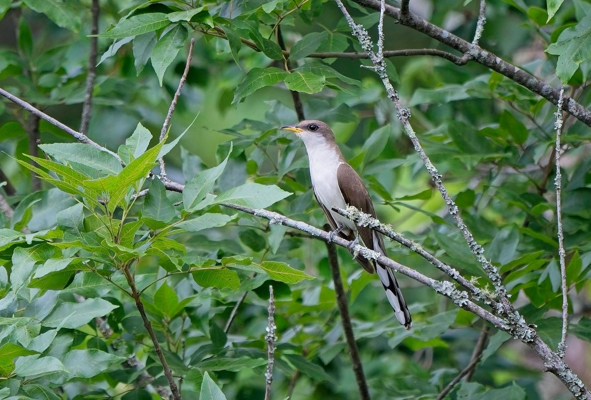 Yellow-billed Cuckoo - ML637575219