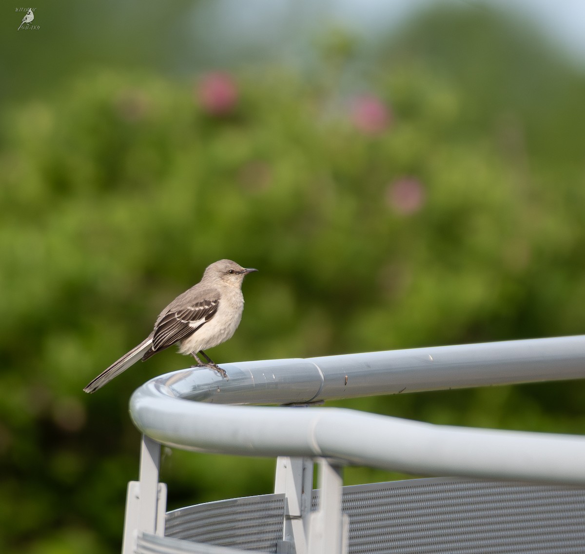 Northern Mockingbird - ML637575223