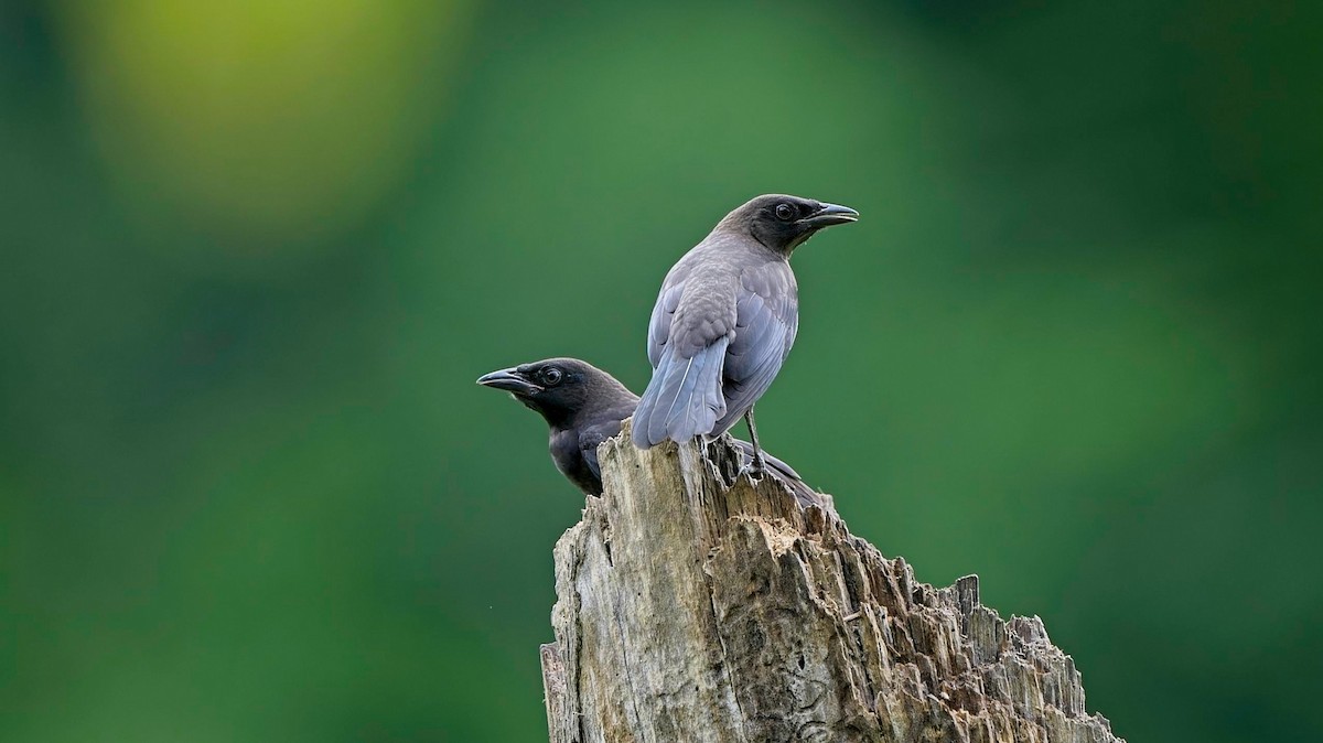 Common Grackle - ML637575257
