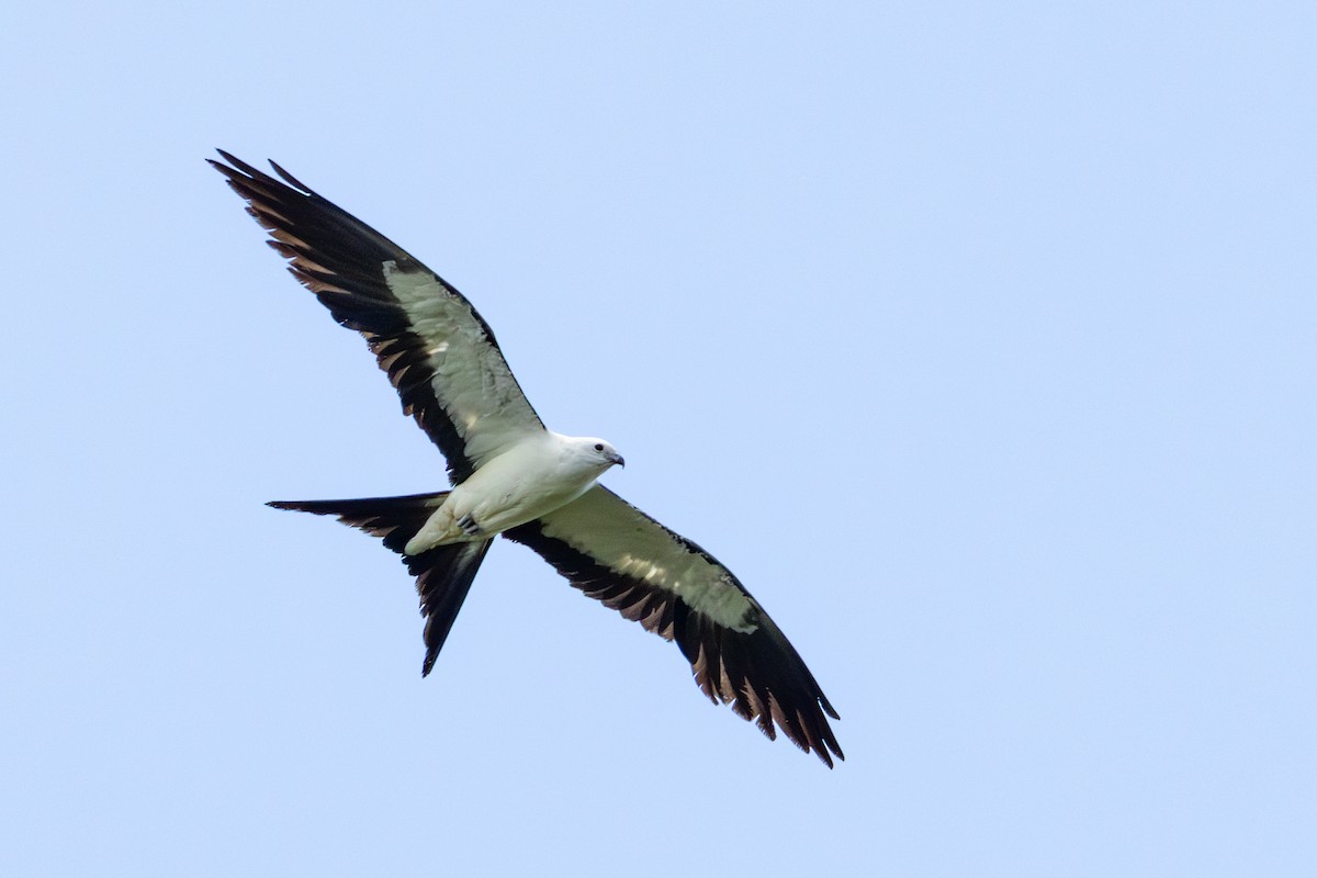 Swallow-tailed Kite - ML637575269