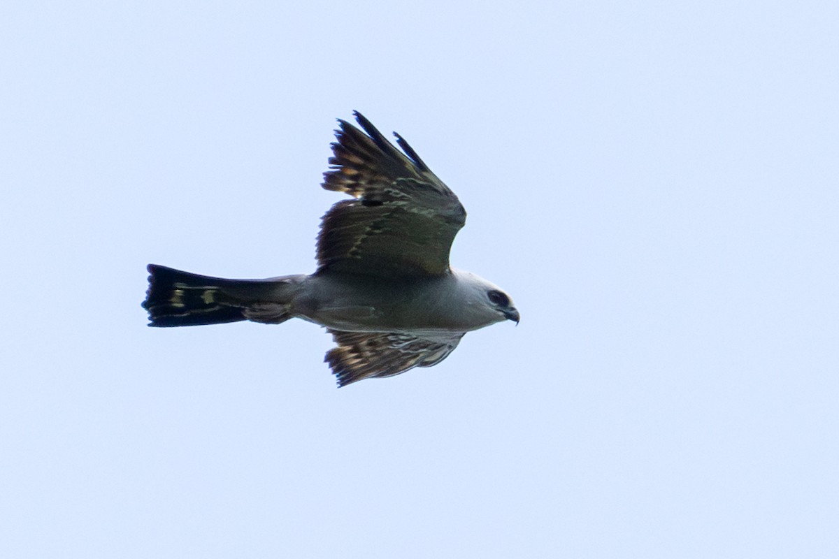 Mississippi Kite - ML637575275