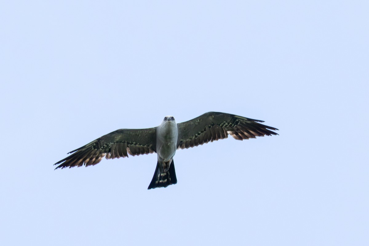 Mississippi Kite - ML637575276