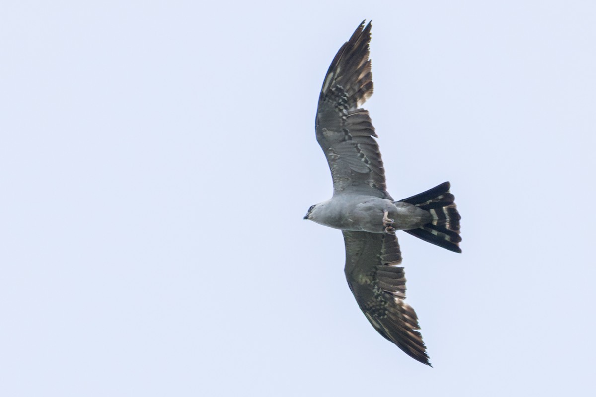 Mississippi Kite - ML637575278