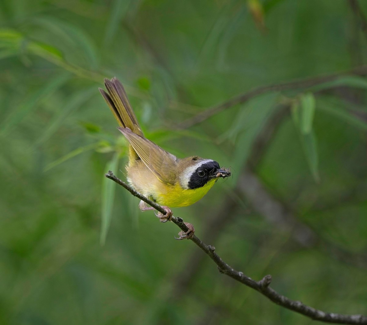 Common Yellowthroat - ML637575280