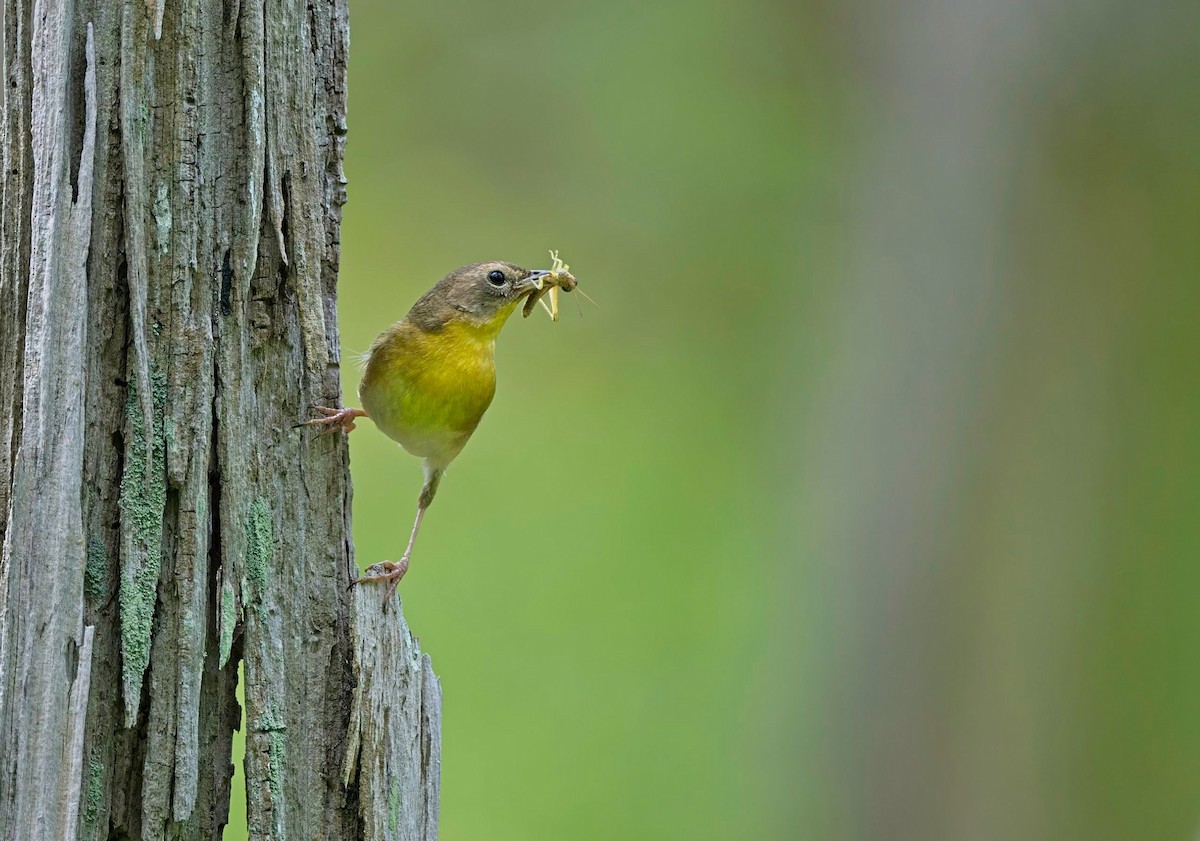 Common Yellowthroat - ML637575281