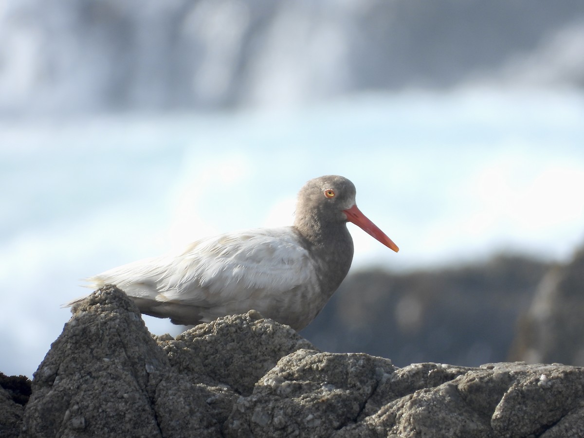Black Oystercatcher - ML637575290
