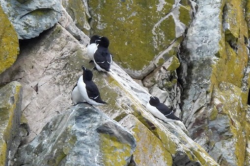 Razorbill - ML637575291