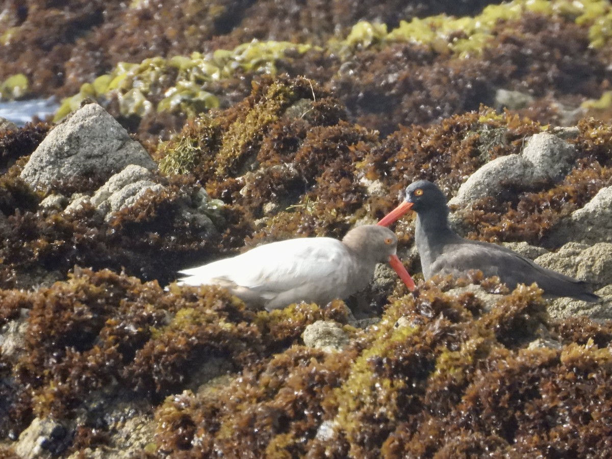 Black Oystercatcher - ML637575300