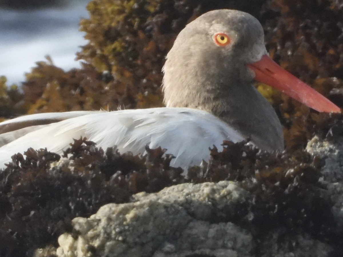 Black Oystercatcher - ML637575323