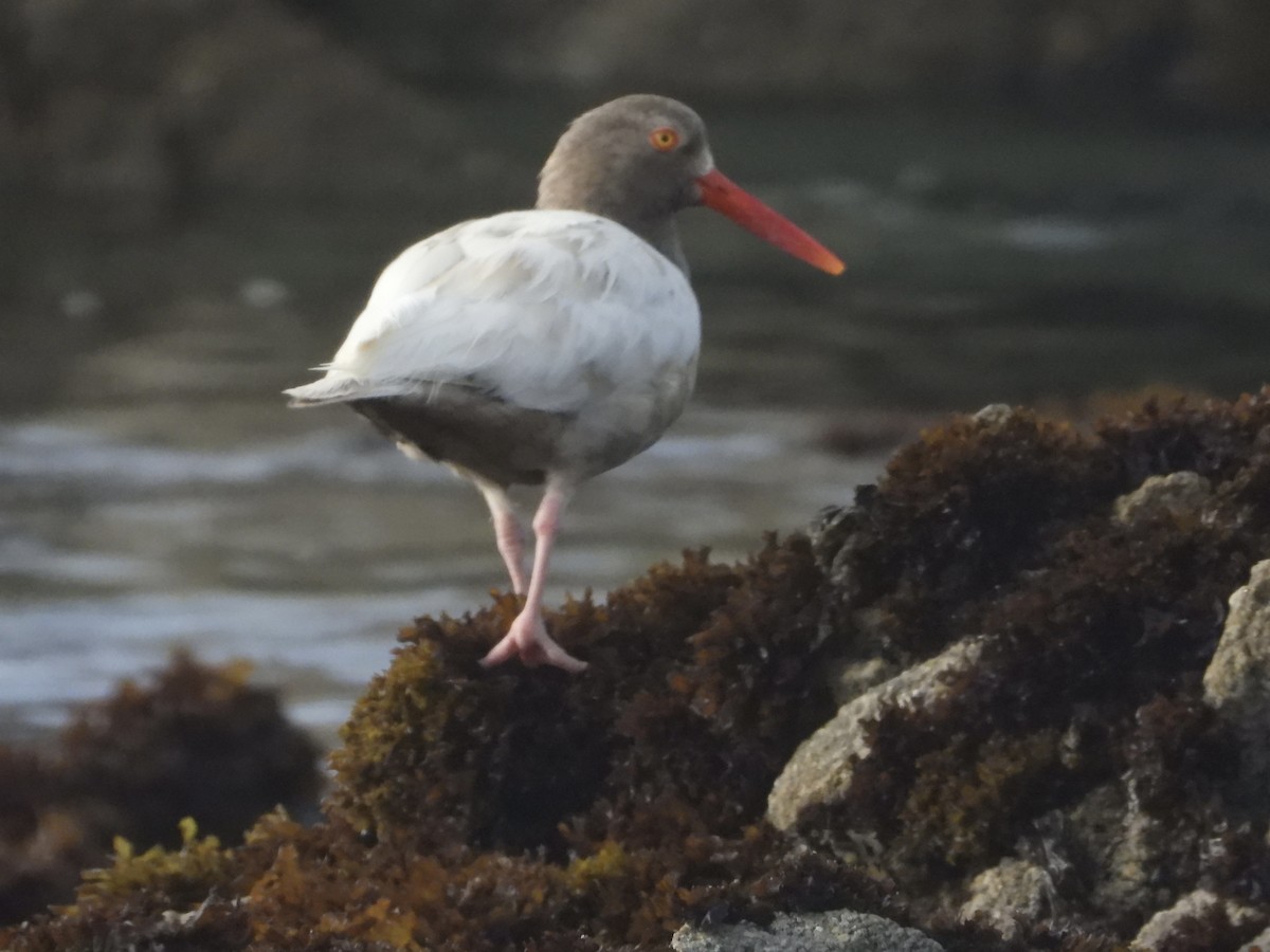 Black Oystercatcher - ML637575326