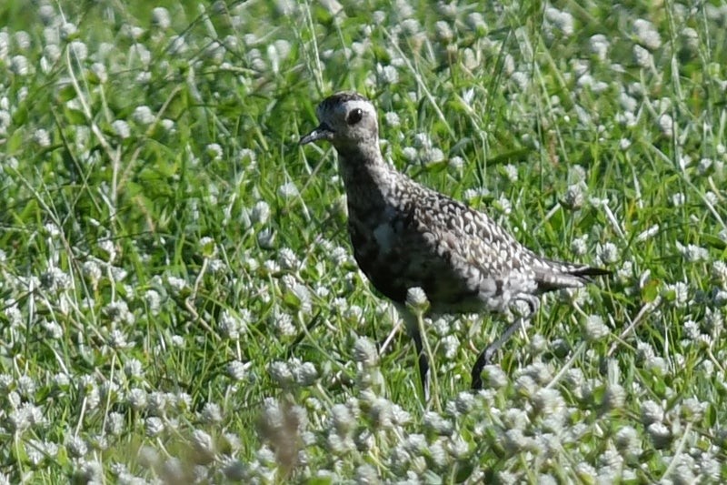 Pacific Golden-Plover - ML637575332