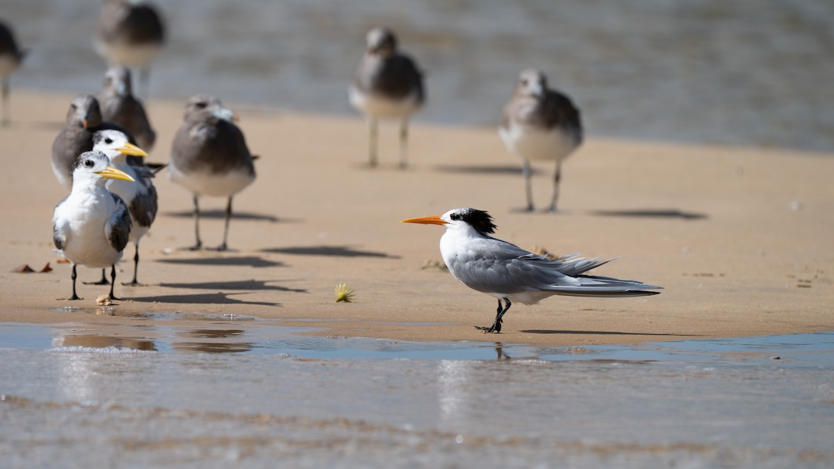Lesser Crested Tern - ML637575354