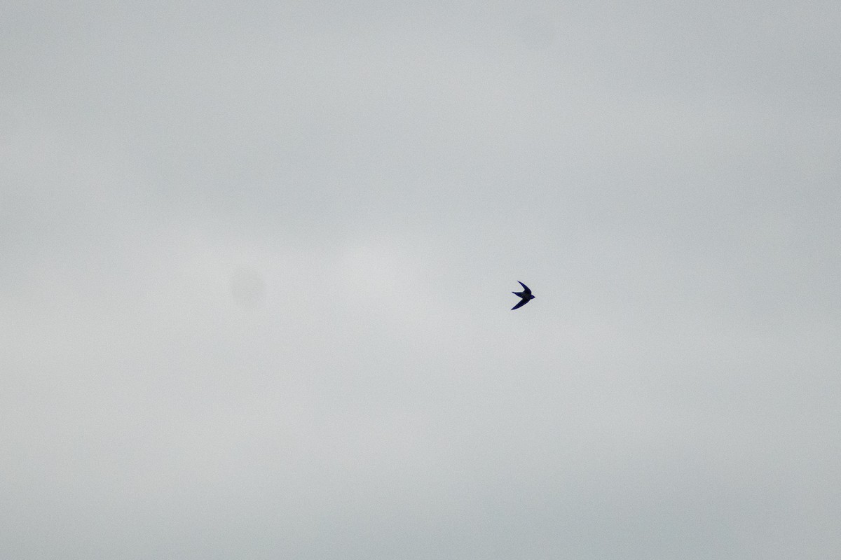 Gray-rumped Swift - ML637575363