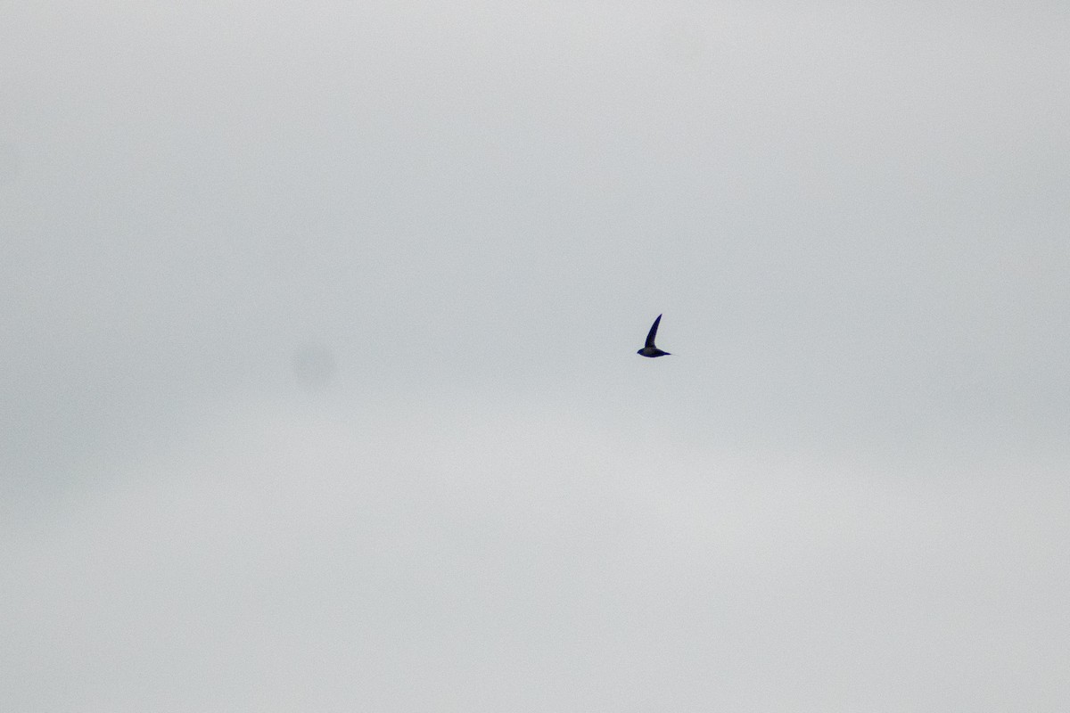 Gray-rumped Swift - ML637575364