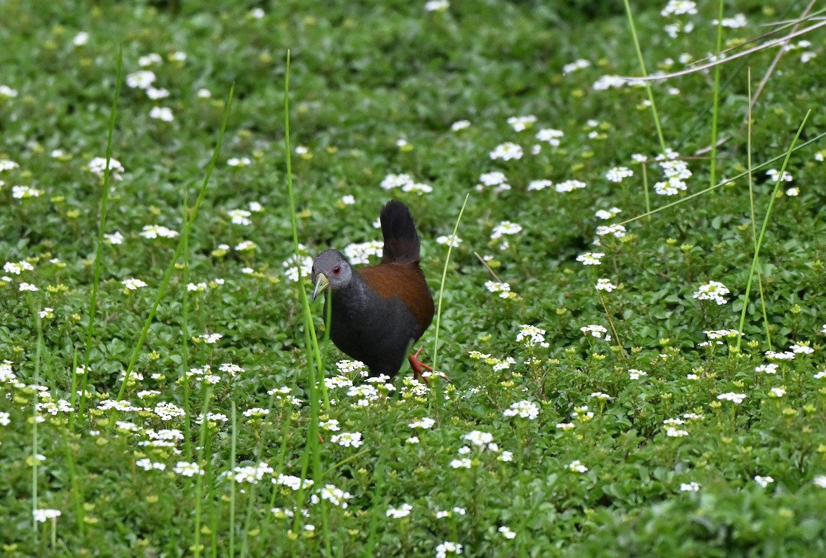 Black-tailed Crake - ML637575368