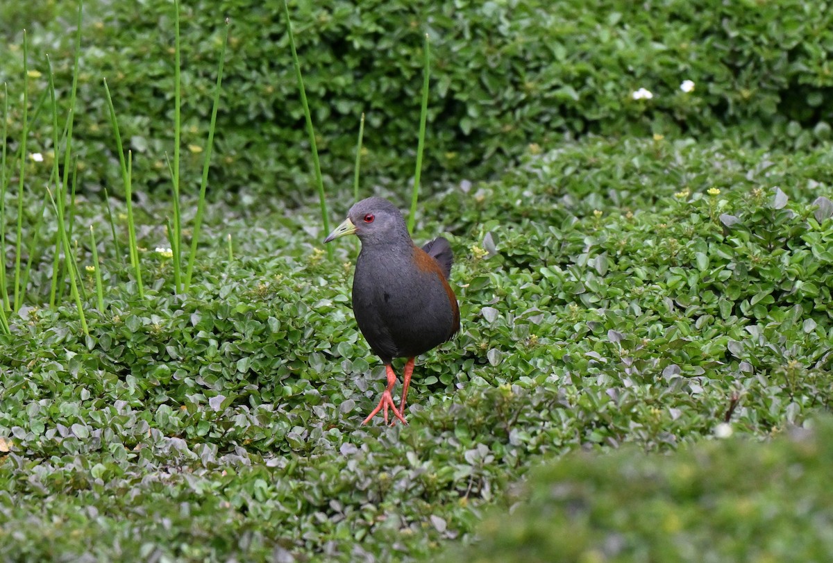 Black-tailed Crake - ML637575369