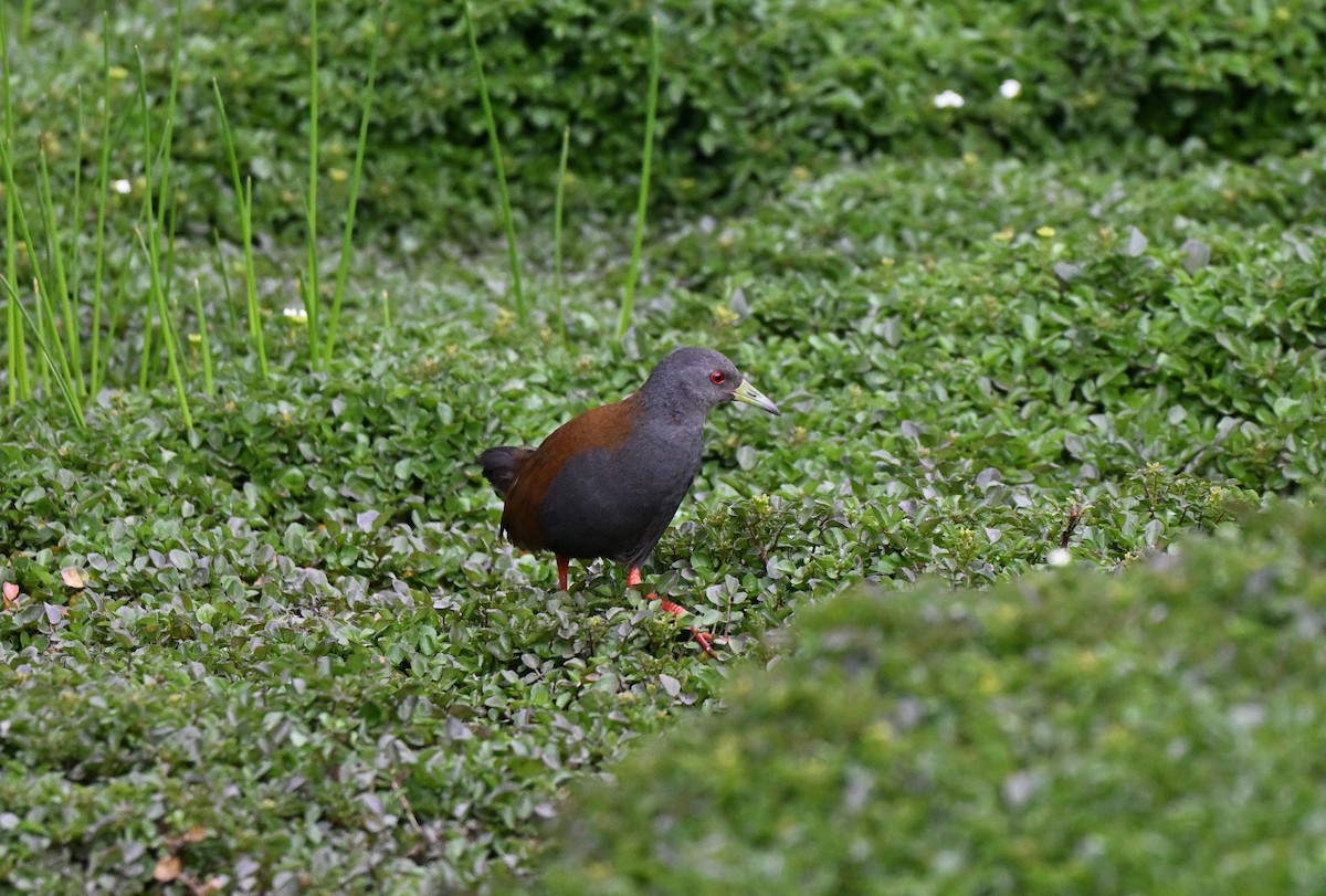Black-tailed Crake - ML637575370