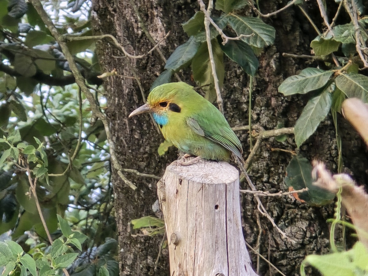 Blue-throated Motmot - ML637575387