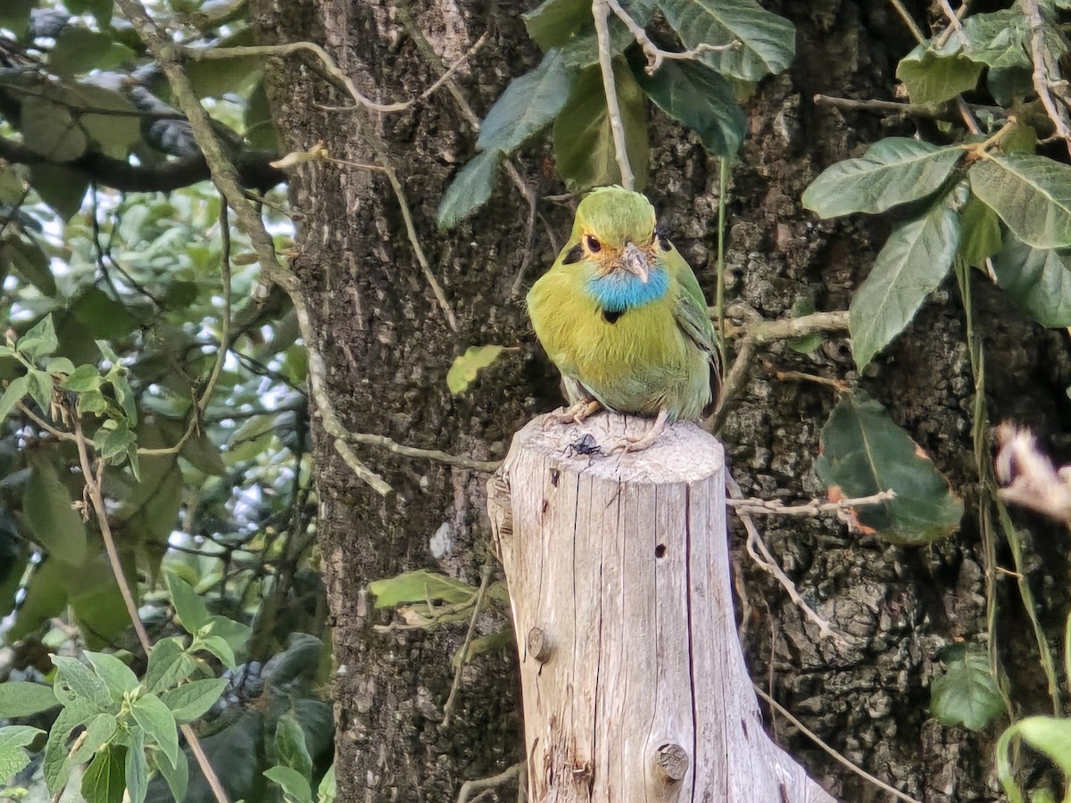 Blue-throated Motmot - ML637575388