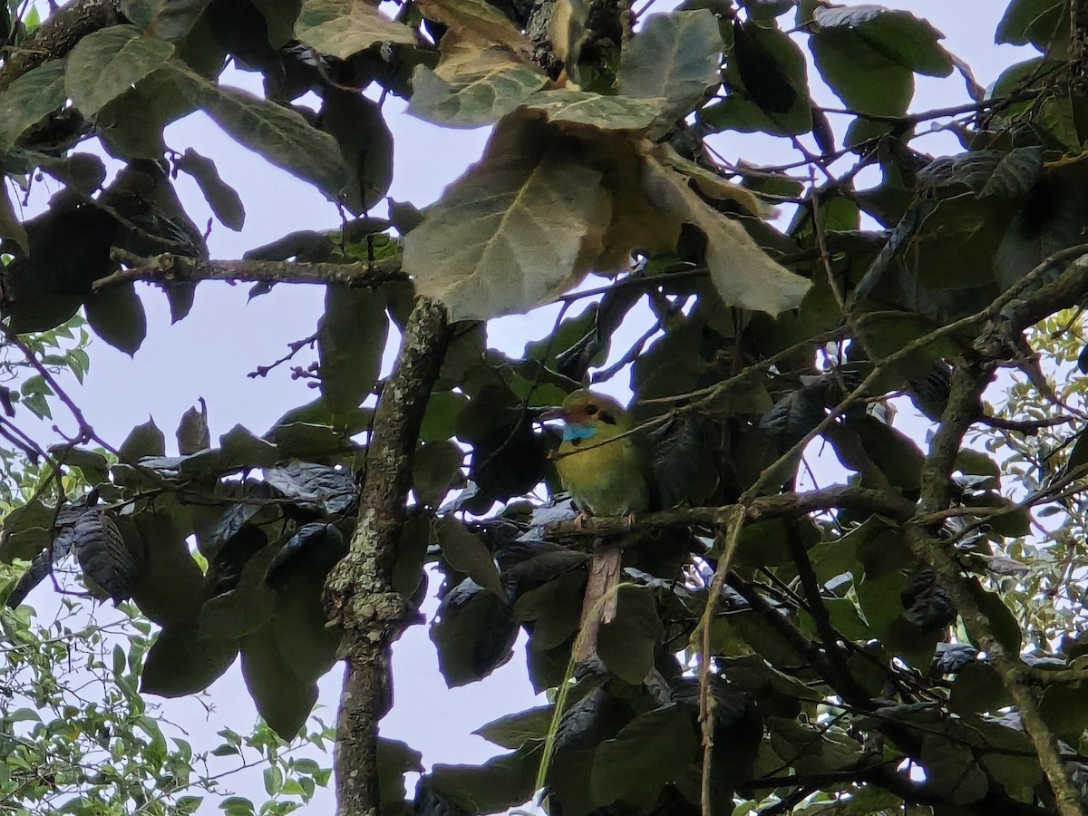 Blue-throated Motmot - ML637575389