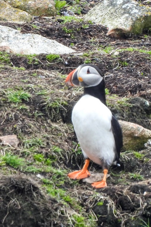 Atlantic Puffin - ML637575407