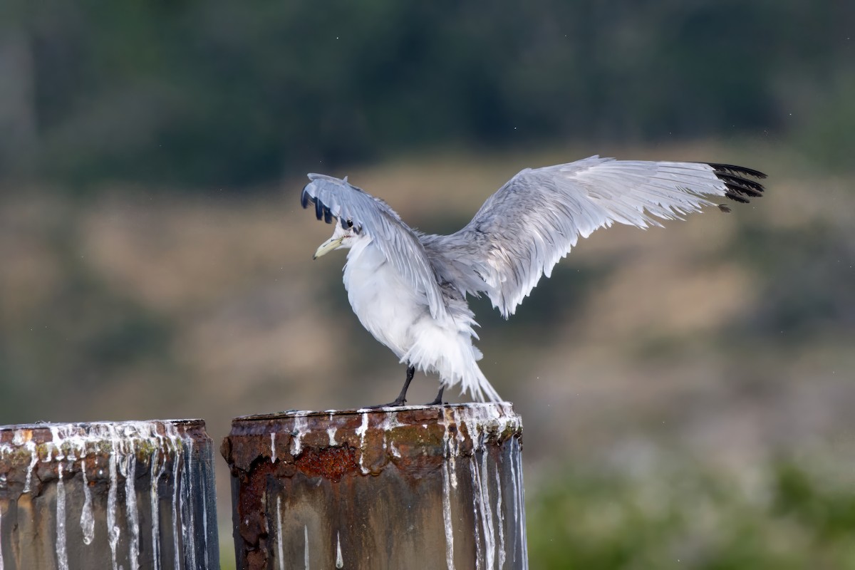 Black-legged Kittiwake - ML637575421