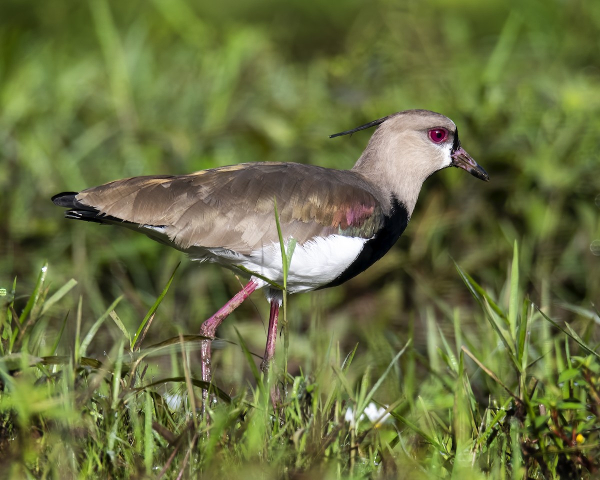 Southern Lapwing - ML637575449