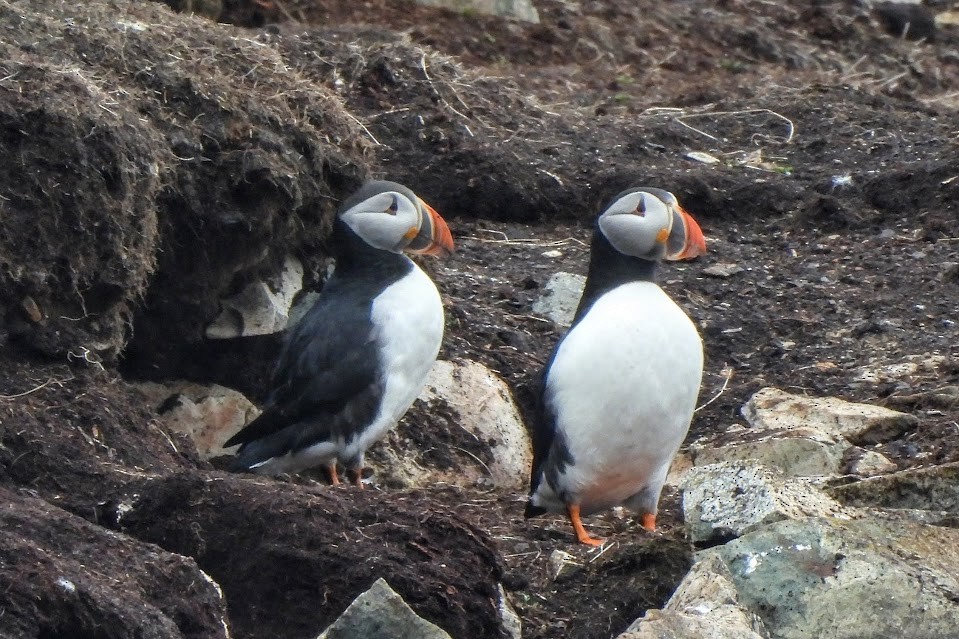 Atlantic Puffin - ML637575462