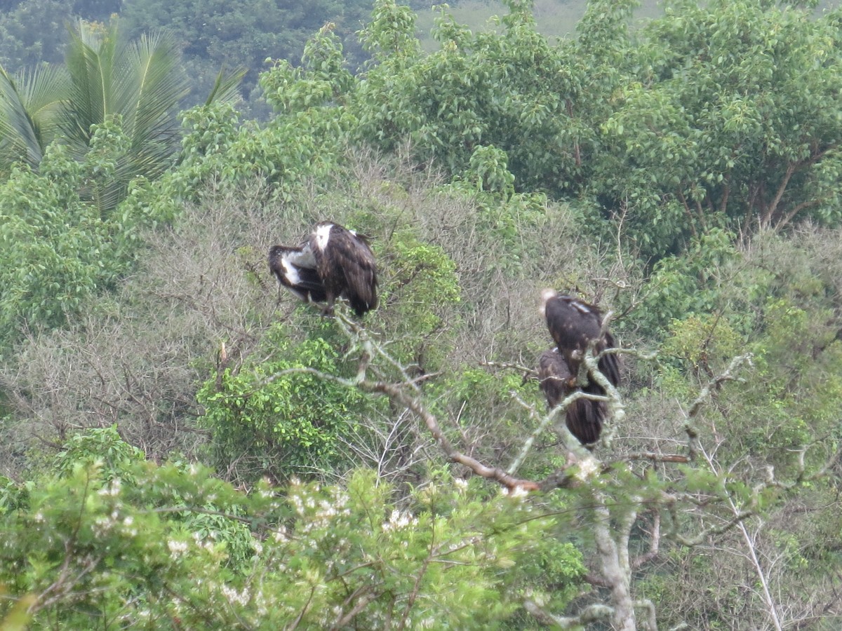 White-rumped Vulture - ML637575516