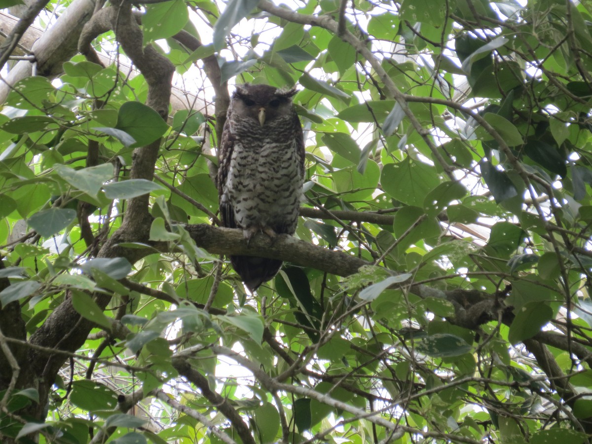 Spot-bellied Eagle-Owl - ML637575522