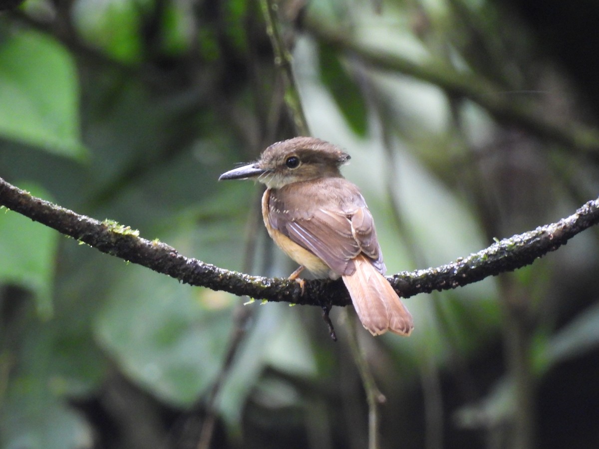 Tropical Royal Flycatcher - ML637575531