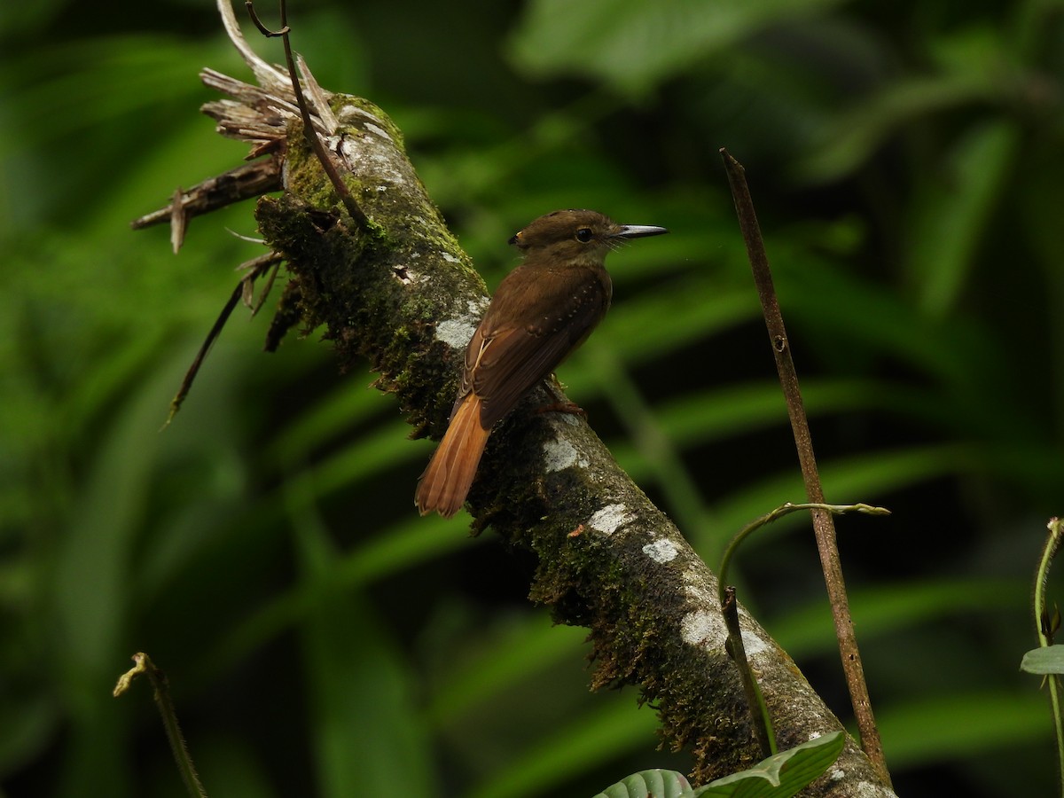 Tropical Royal Flycatcher - ML637575533