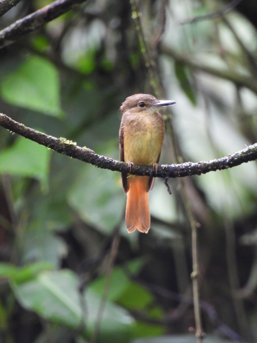 Tropical Royal Flycatcher - ML637575535