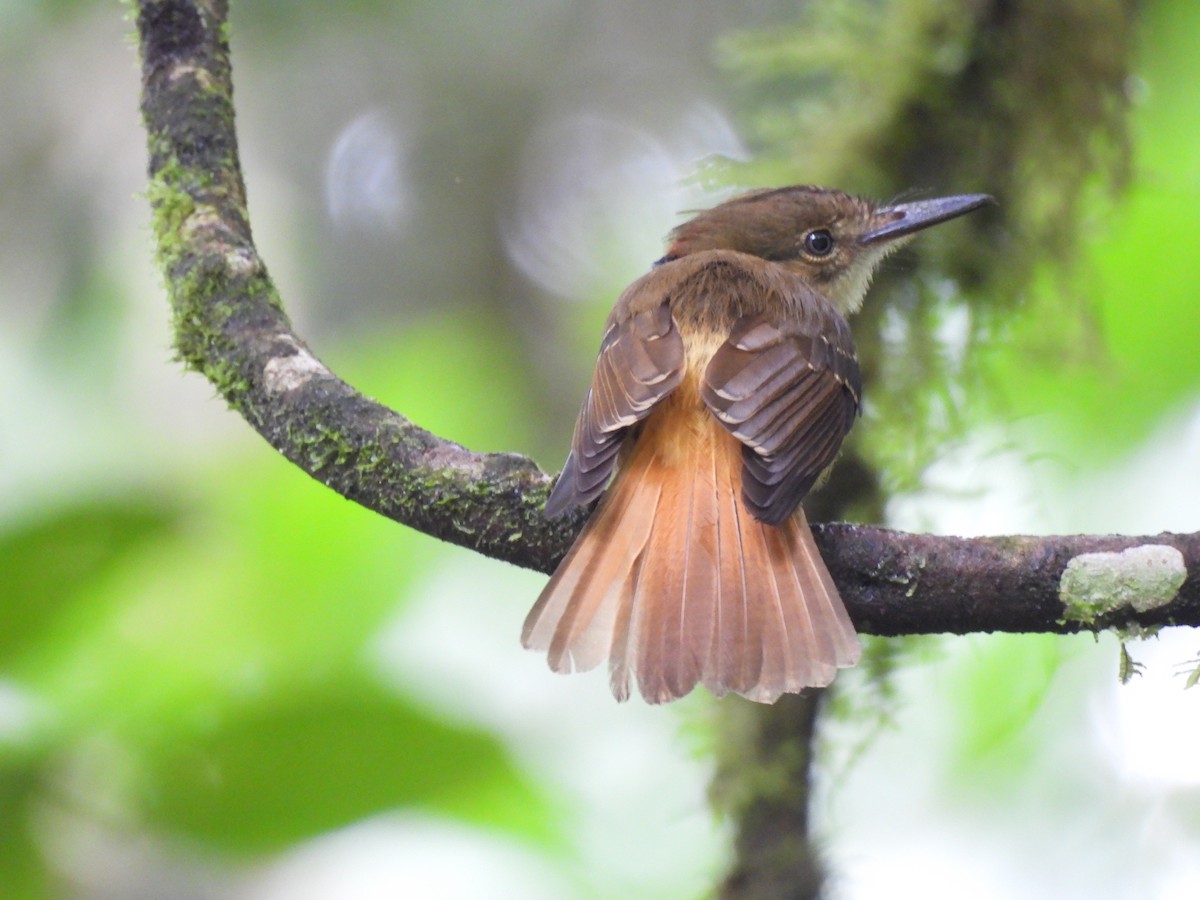Tropical Royal Flycatcher - ML637575536