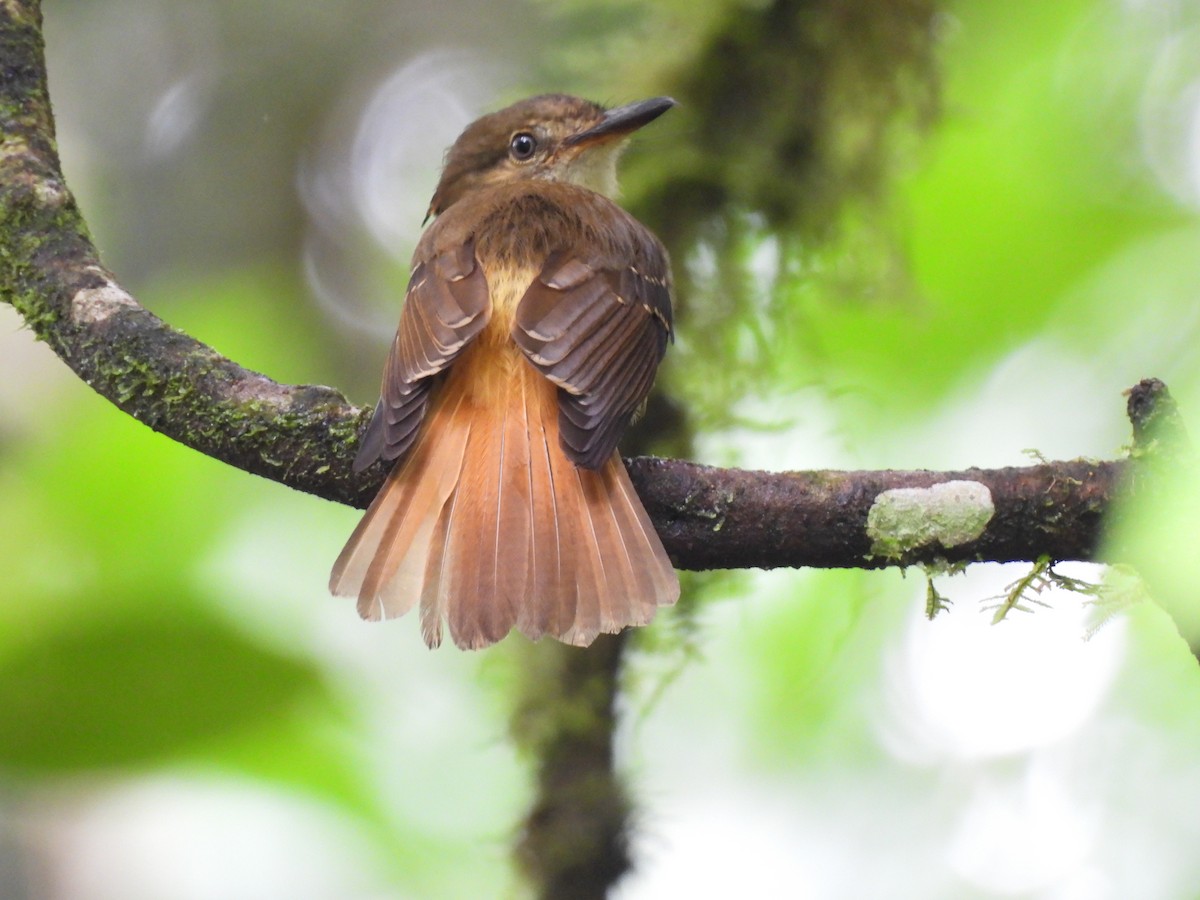 Tropical Royal Flycatcher - ML637575539