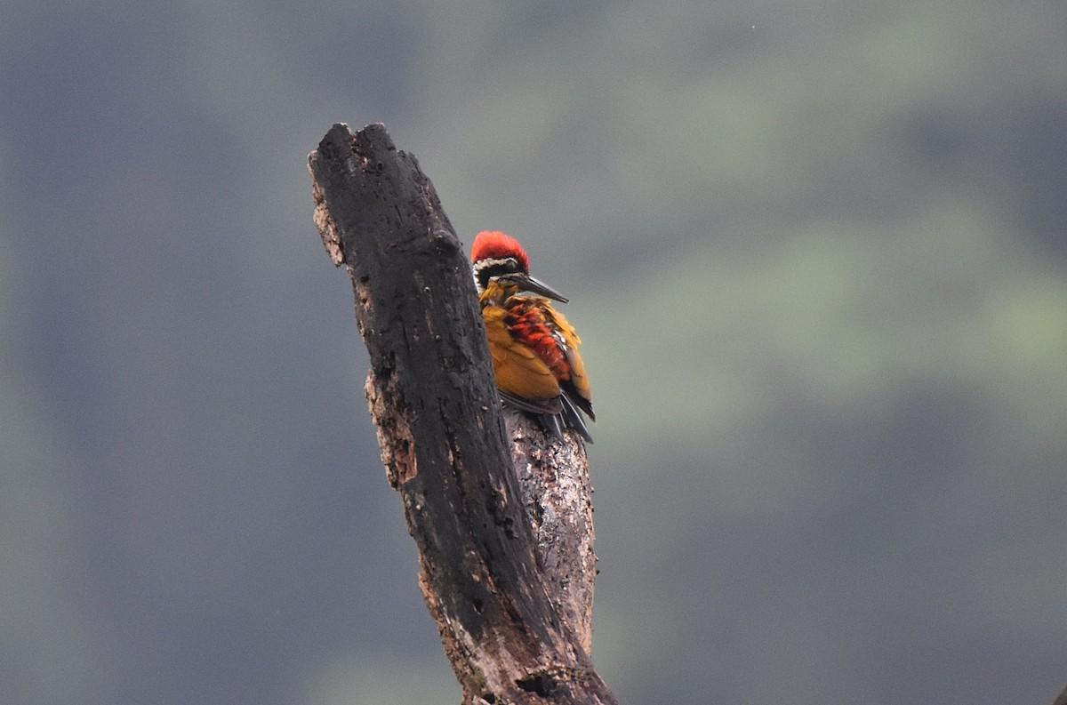 Greater Flameback - ML637575551