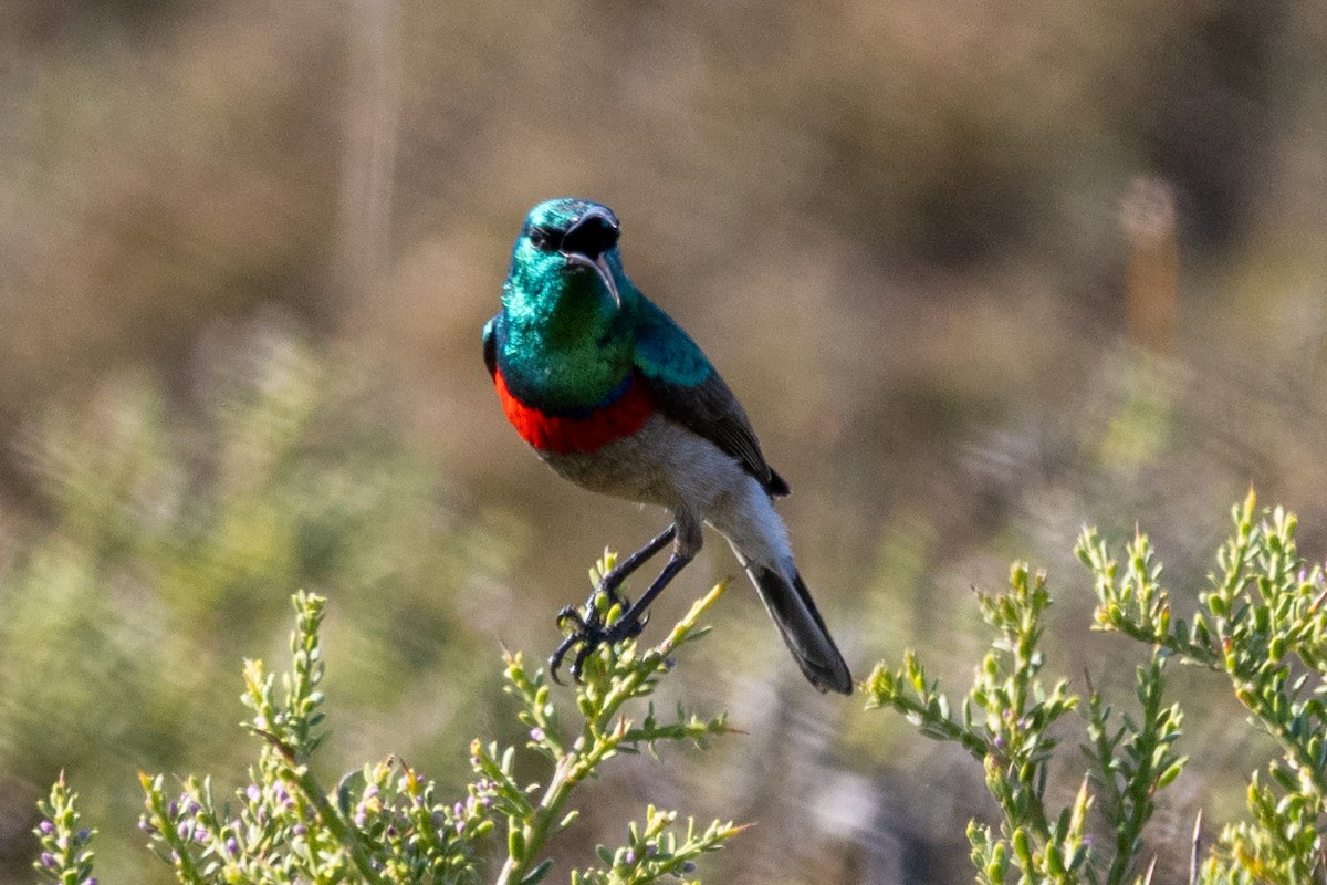 Southern Double-collared Sunbird - ML637575558