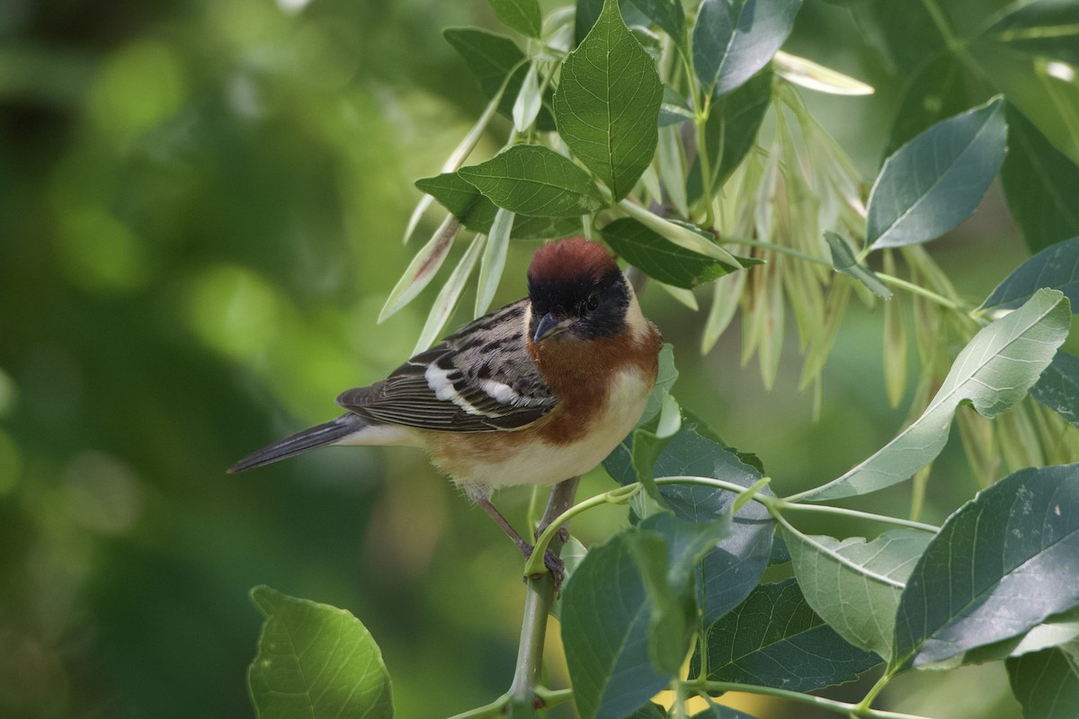 Bay-breasted Warbler - ML637575573