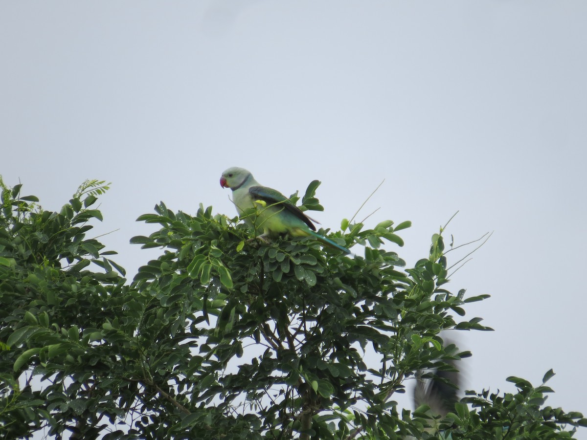 Malabar Parakeet - ML637575585