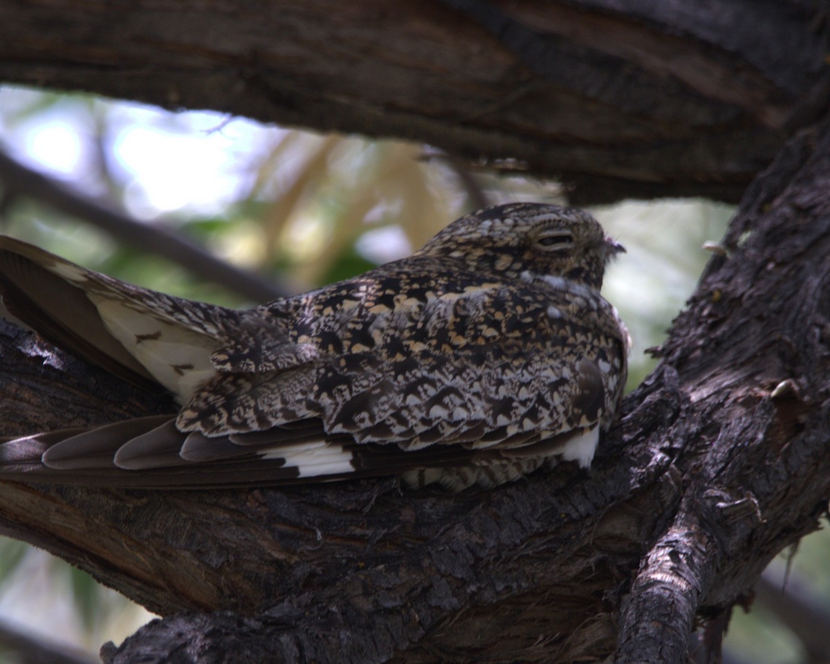 Common Nighthawk - ML637575599