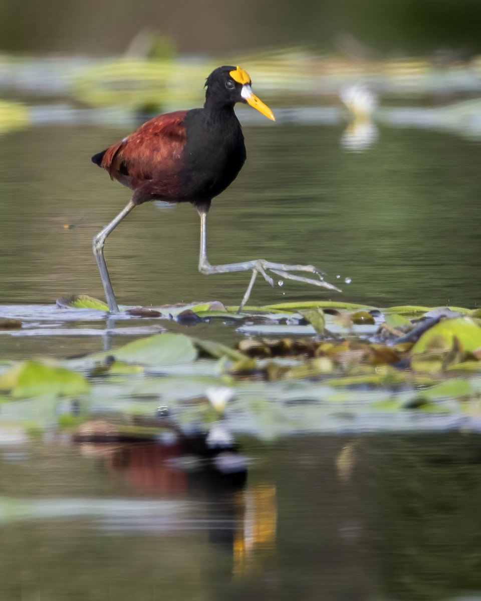 Northern Jacana - ML637575610