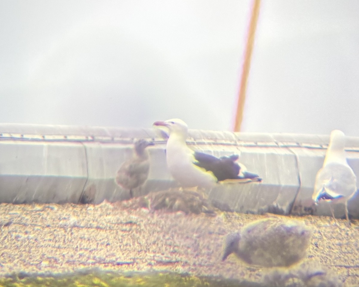 Kelp Gull - ML637575621