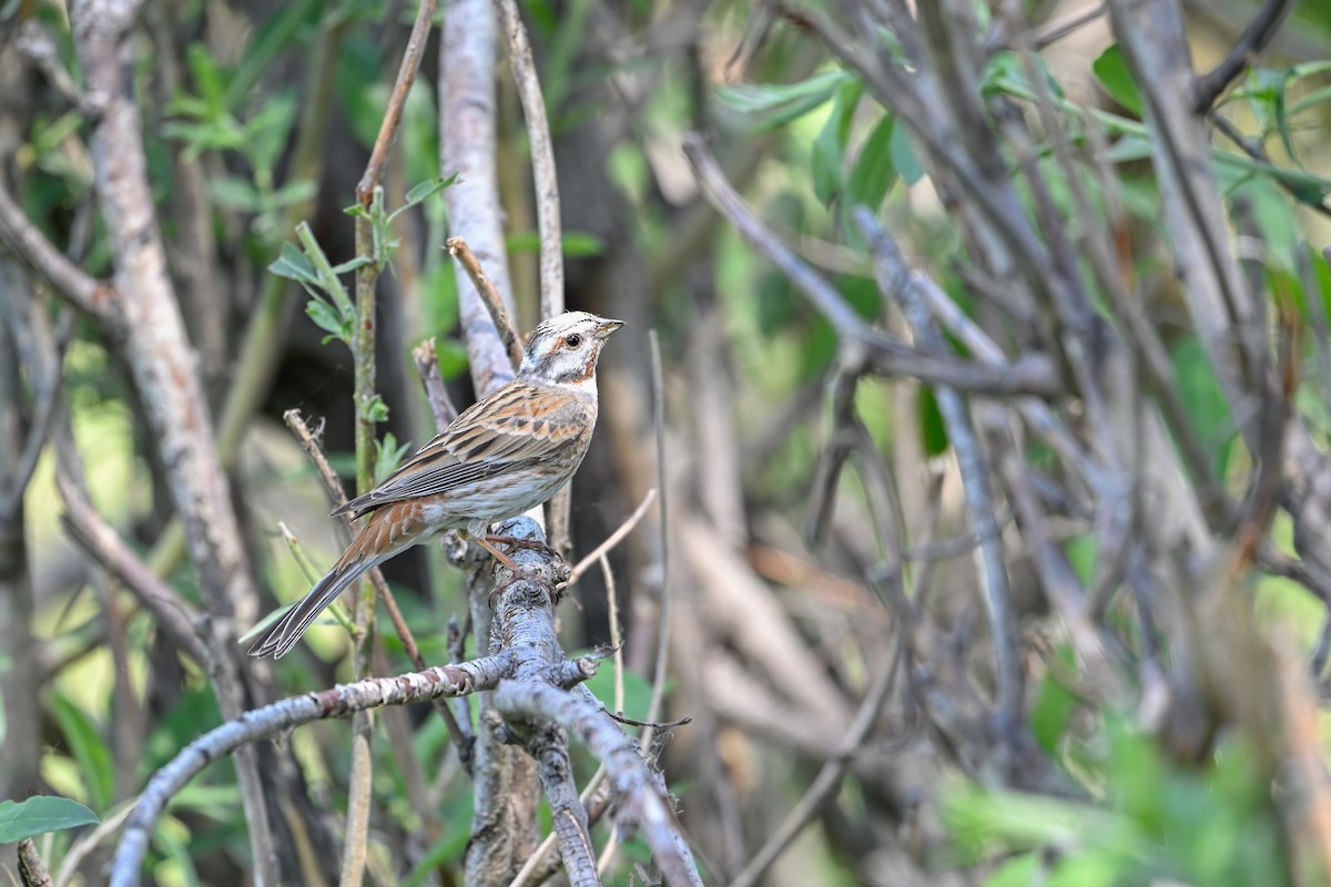 Pine Bunting - ML637575634