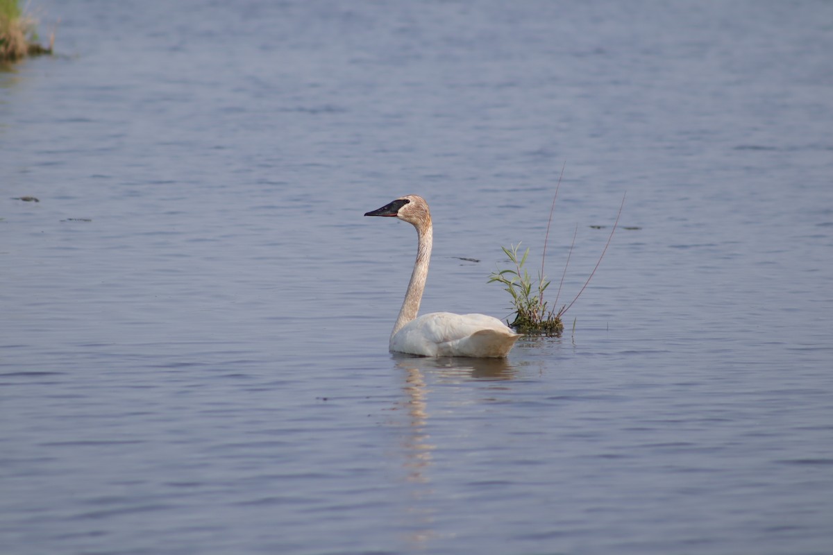 Trumpeter Swan - ML637575639