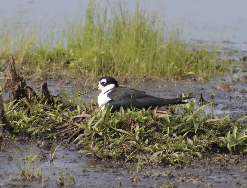 Black-necked Stilt - ML637575645