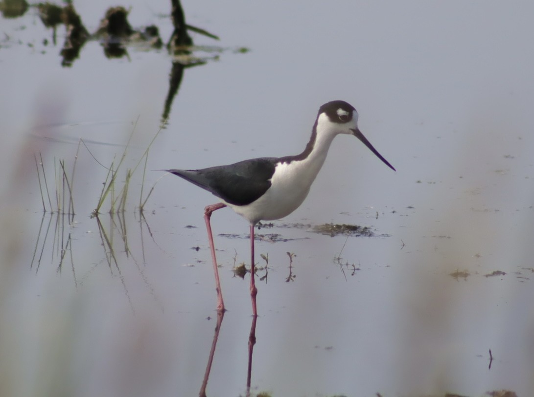 Black-necked Stilt - ML637575646