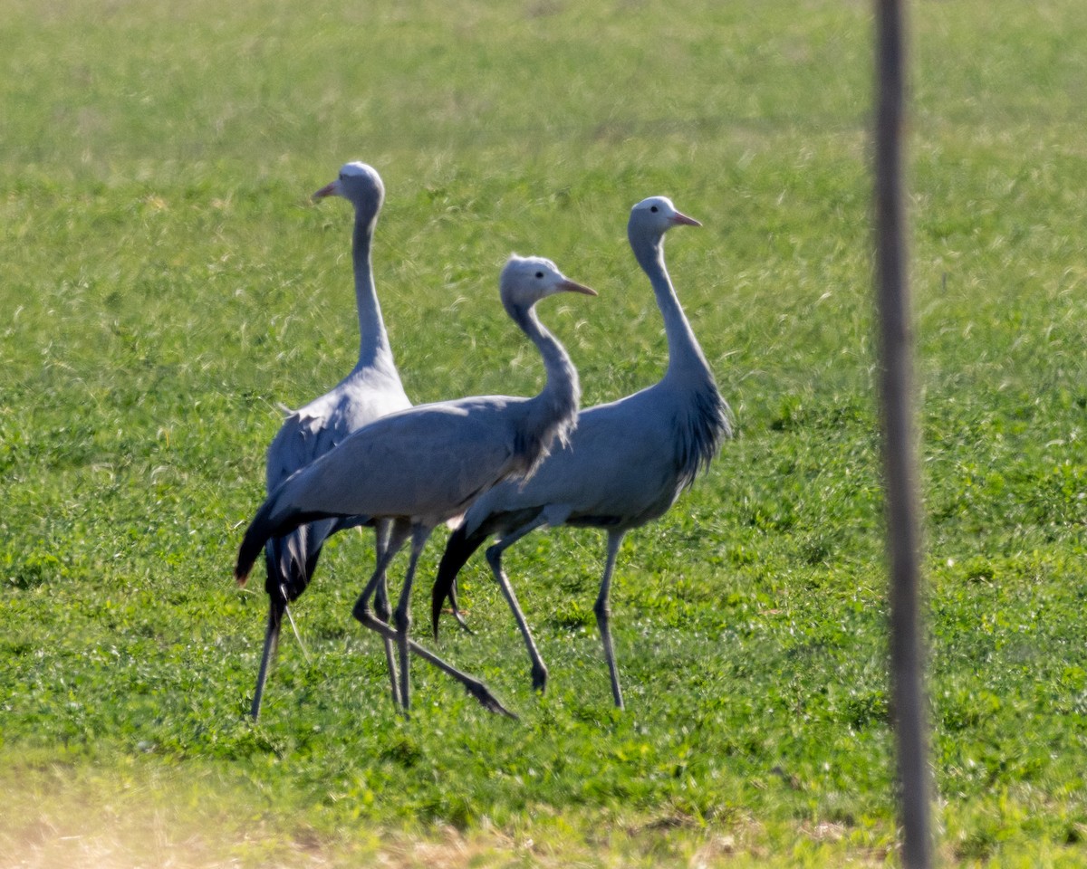 Blue Crane - ML637575659