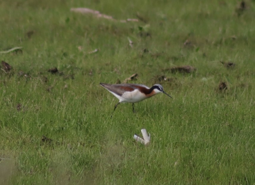 Wilson's Phalarope - ML637575669